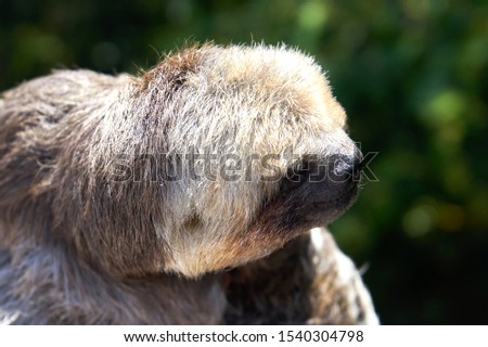 Close-up of a sloth in the Amazon jungle