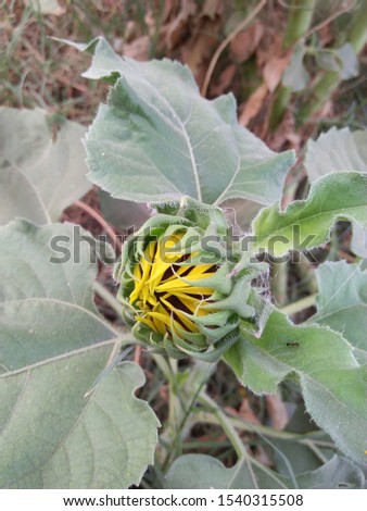 Beautiful sunflower for background. Picture for video editing. Sun flower