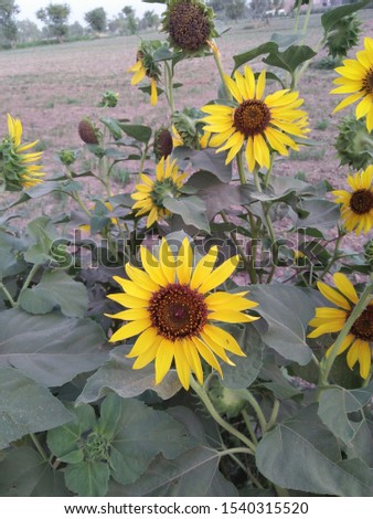 Beautiful sunflower for background. Picture for video editing. Sun flower