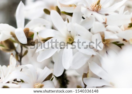 Magnolia Stellata "Royal Star", white blooming flowers.