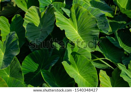 Green leaves of Giant Taro, Alocasia Indica.
