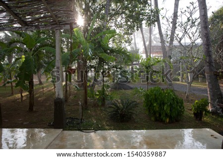 natural day shot of a beautiful tropical garden after a heavy rain storm with tall wet palm and banana trees and their large green leaves and sun shining in the back. Sri Lanka
