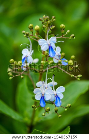 Blue Butterfly Bush flowers that resemble butterfly