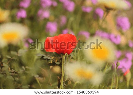 Red Flower in the garden
