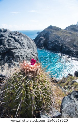 pichigüey, pitigüey gran roque -Los Roques Island Melocactus curvispinus