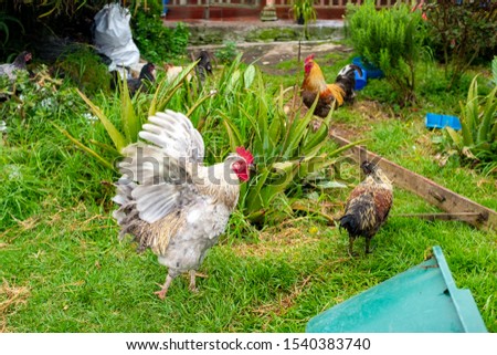 Rooster Spreading its Wings Next to Some Chickens