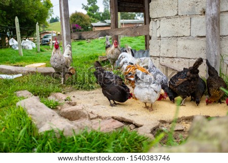 Several Roosters Eating Grains on the Floor in Farmland 