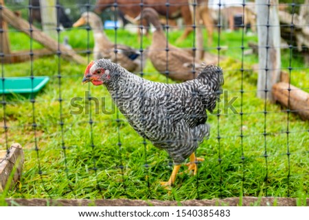 Small Corral with Farm Animals, Ducks and Chickens