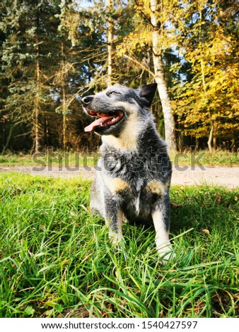 Australian cattle dog is playing on a Meadow in autumn
