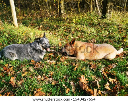 Australian cattle dog is playing on a Meadow in autumn