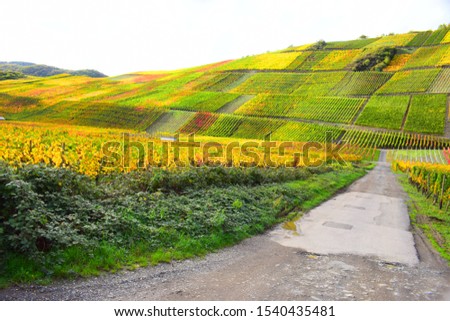 bright color vineyard hills, autumn in Ahr valley, 2019