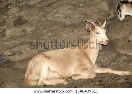 Goat resting in a farm