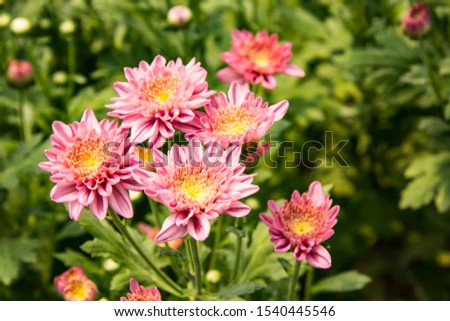 pink chrysanthemum in planting,flower garden,forest flower Royalty-Free Stock Photo #1540445546