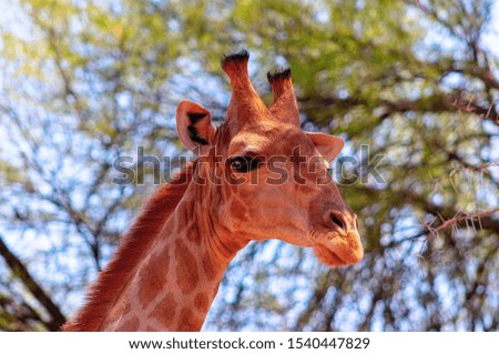 Wild african animals. Closeup namibian giraffe on blue sky background
