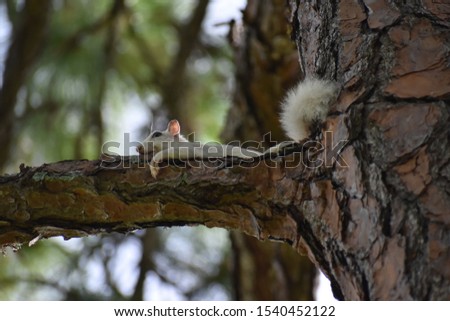 White squirrel relaxing in a pine tree