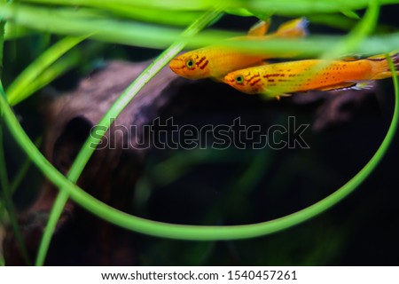 Small orange oblong fish in the ocean swims among ocean plants. Underwater flora and fauna. Free space.