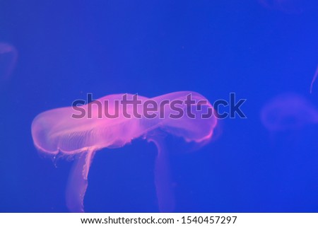 Orange jellyfish underwater in the ocean close up. Blue light background. Free space for text and content.