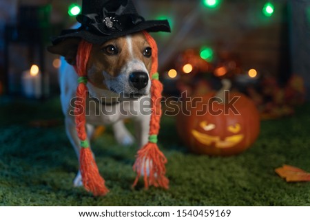 Dog breed Jack Russell Terrier on a background of Halloween