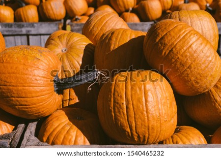Pile of pumpkins in a crate with pumpkin crates in background