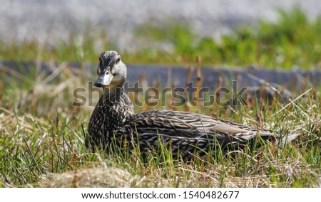 Female Mallard duck, Anas platyrhynchos, or American black duck (Anas rubripes) bird of Greenland 