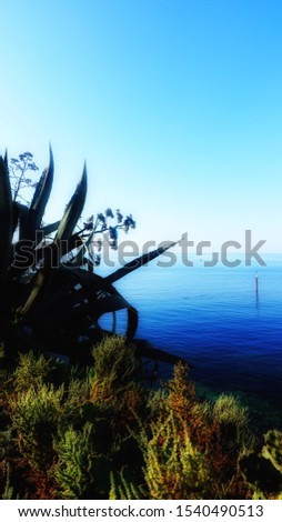 The pictures reflect the sea view where calm and clear sky and the sun is shining and the emergence of blue color and some ships and in front of some green plants and a cafe on the edge of the sea. 