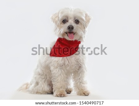 a little white dog, maltese, sitting and watching into the camera. studio shot with white background Royalty-Free Stock Photo #1540490717