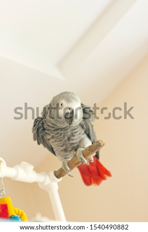 Jaco parrot sitting on wooden stick