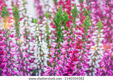 Erica gracilis pink white flowers, close up.  Autumn blossoming background. Other Flowering plant names - Erica Cape heath or Calluna vulgaris.