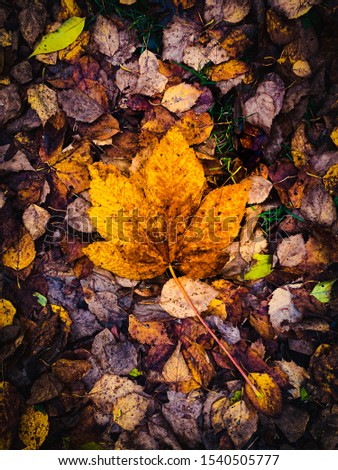 A maple leaf in on a trail.  A beautiful fall picture with many uses.