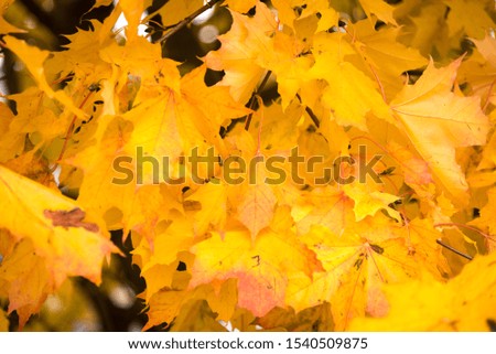 
Autumn in the park. Yellow maple leaves.