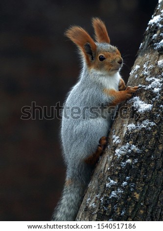 Gray squirrel sits in a tree