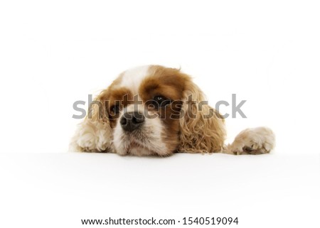 curious, fat and hungry cavalier dog , with paws over a white blank sign. Isolated on white background.