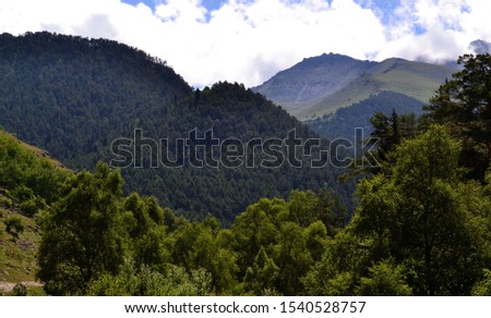 Mountain vegetation Caucasus.  Photo taken on: July 27 Saturday, 2013