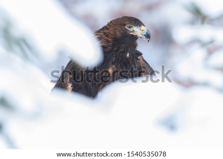 Beautiful golden eagle perched in snowy forest