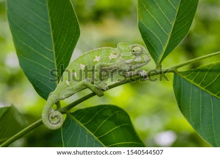 Camouflaged green chameleon behind the leaves in a natural environment