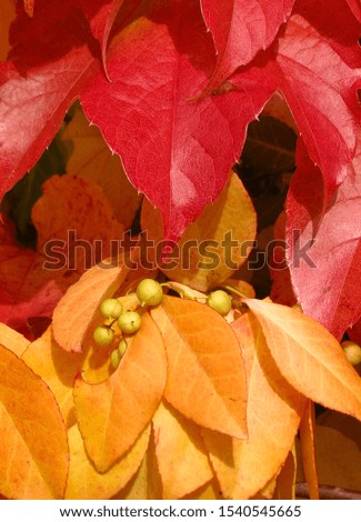  colorful wine leaves in autumn