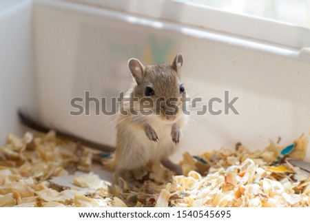 Little mouse, brown gerbil cub sitting in a box with sawdust