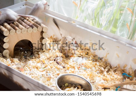 Domestic gerbil rodents running around their cage with sawdust.