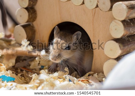 A small domestic rodent peeps out of its wooden house in a sawdust cage.