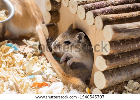 A small domestic gerbil rodent peeps out of his wooden house in a sawdust cage.