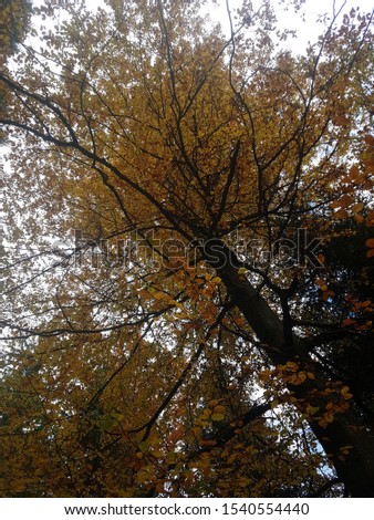 Beautiful tree with orange leaves, picture taken in Germany at fall.