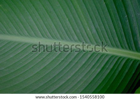 Very beautiful Close up of fresh nature banana green leaf at the afternoon background wallpaper	