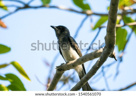 Indian bird sitting on branch in the search of food.