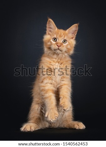 Cute red Maine Coon kitten, sitting on hind paws like meerkat. Looking at camera, with brownish eyes. Isolated on black background. Front paws hanging in air.
