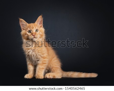 Cute red Maine Coon kitten, sitting down side ways. Looking above camera, with brownish eyes. Isolated on black background. Tail stretched behind body.