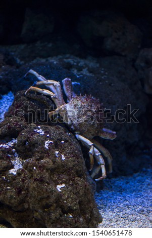 Maja squinado or Maia squinado is a species of crustacean decapod of the Brachyura infraorder, known in Spanish as crab, crab or European crab. It is a large migratory crab.