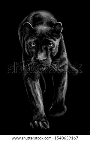 
Panther. Artistic, sketchy, black and white portrait of a walking panther on a black background. Royalty-Free Stock Photo #1540659167