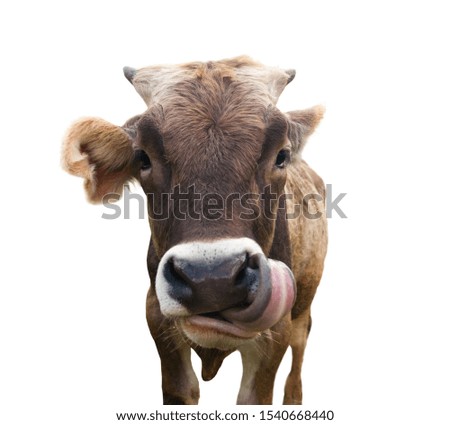 A brown calf, isolated on white background