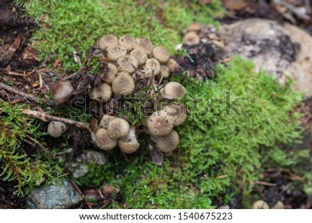 Wild mushrooms found in an Italian forest autumn season