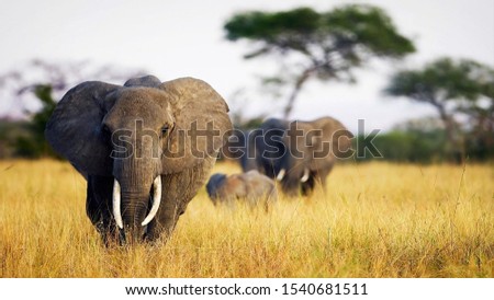 beautiful high resolution picture of elephant